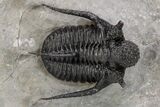 Top Quality, Spiny Cyphaspis Trilobite - Ofaten, Morocco #206476-1